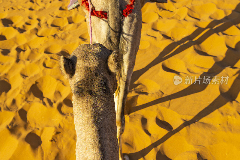 骆驼在沙漠中行进，Merzouga, Erg Chebbi，撒哈拉，摩洛哥